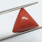 6.22 Carats Red Coral ( 6.91 Ratti Moonga )