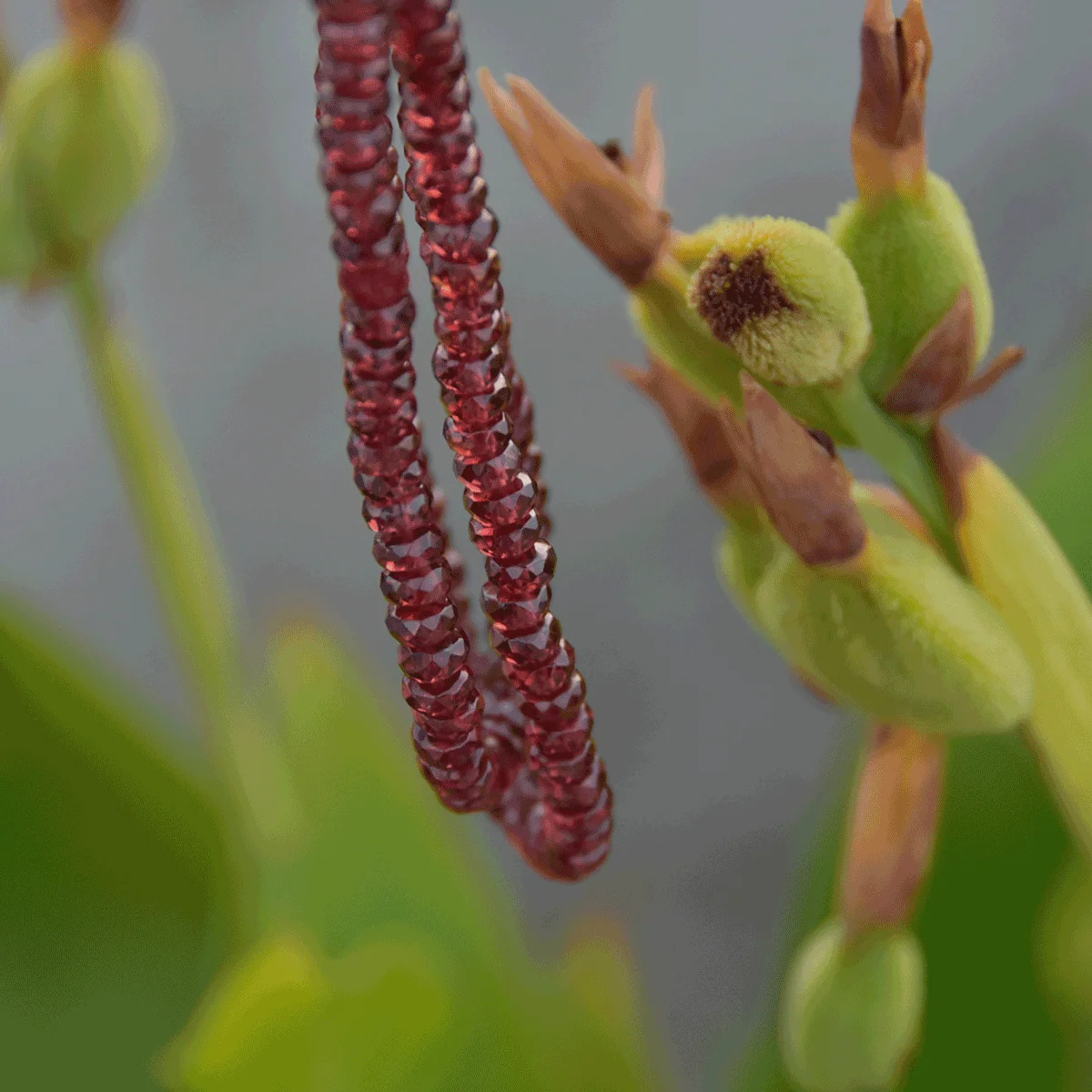 Red Garnet Beads Mala with Lab Certificate - Image 4