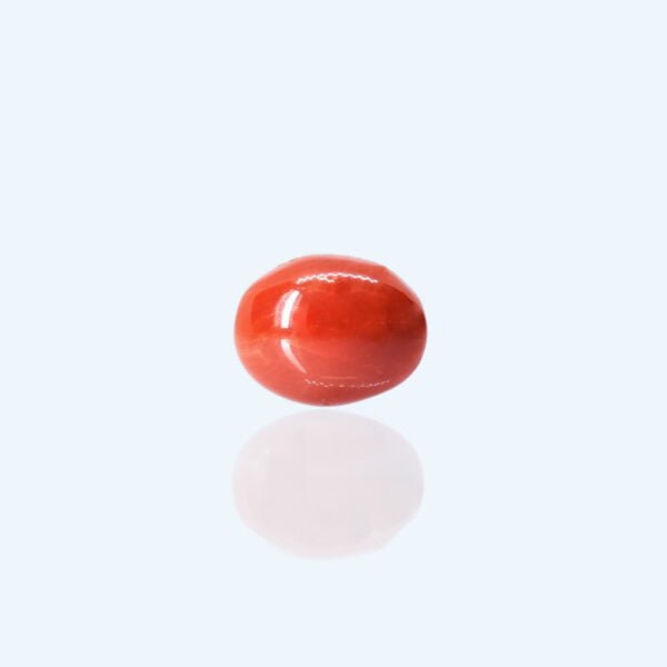 2.31 Carats Red Coral ( 2.57 Ratti Moonga )