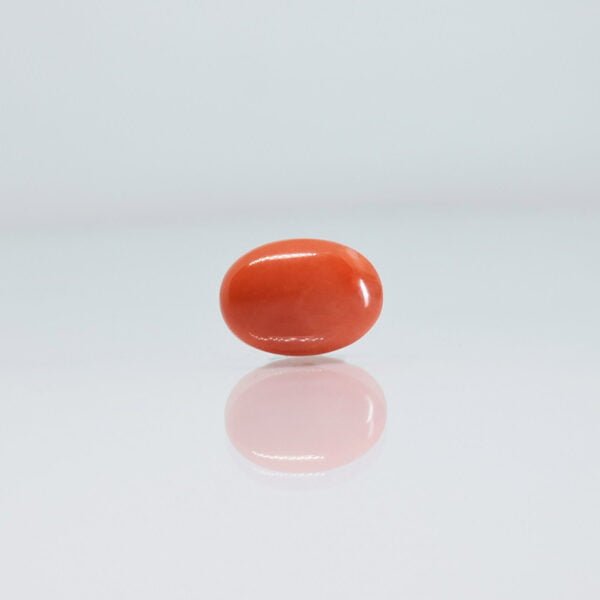 5.51 Carats Red Coral ( 6.12 Ratti Moonga )