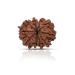 Original 10 Mukhi Rudraksha