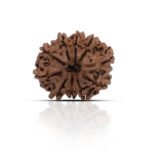 10 Mukhi Rudhraksha With X-Ray Certificate