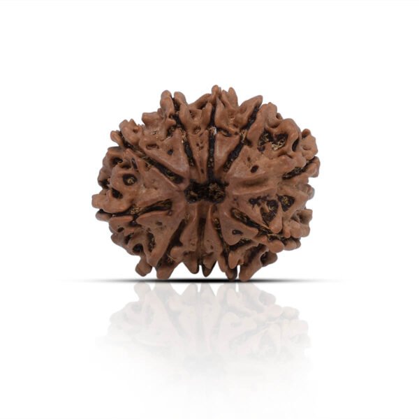 10 Mukhi Rudhraksha With X-Ray Certificate