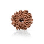 Original 11 Mukhi Rudraksha