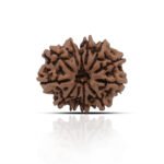 11 Mukhi Rudhraksha With X-Ray Certificate