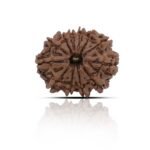12 Mukhi Rudhraksha With X-Ray Certificate