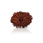 Original 15 Mukhi Rudraksha