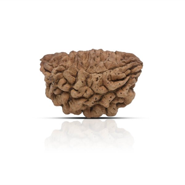 1 Mukhi Rudraksha With X-Ray Certificate