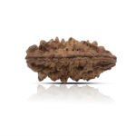 1 Mukhi Rudhraksha With X-Ray Certificate