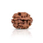 Original 2 Mukhi Rudraksha