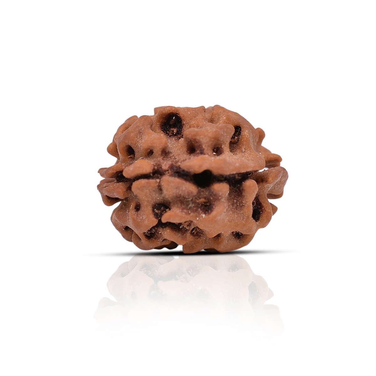 rg-rud-2muk-1 Original 2 Mukhi Rudraksha - Image 1