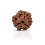 Original 3 Mukhi Rudraksha