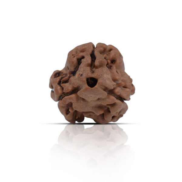 3 Mukhi Rudhraksha With X-Ray Certificate