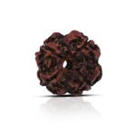 Original 4 Mukhi Rudraksha