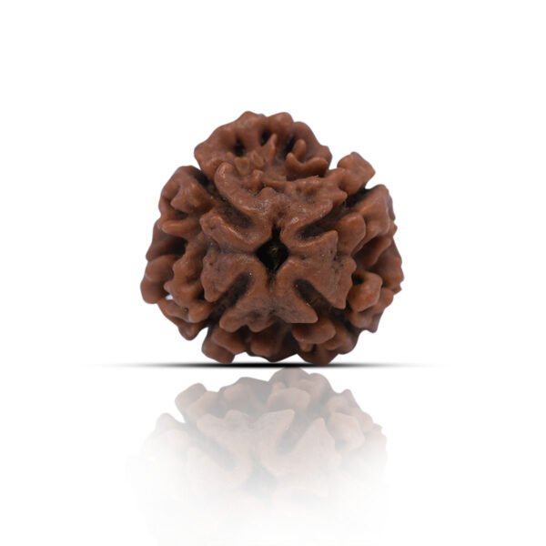 4 Mukhi Rudhraksha With X-Ray Certificate