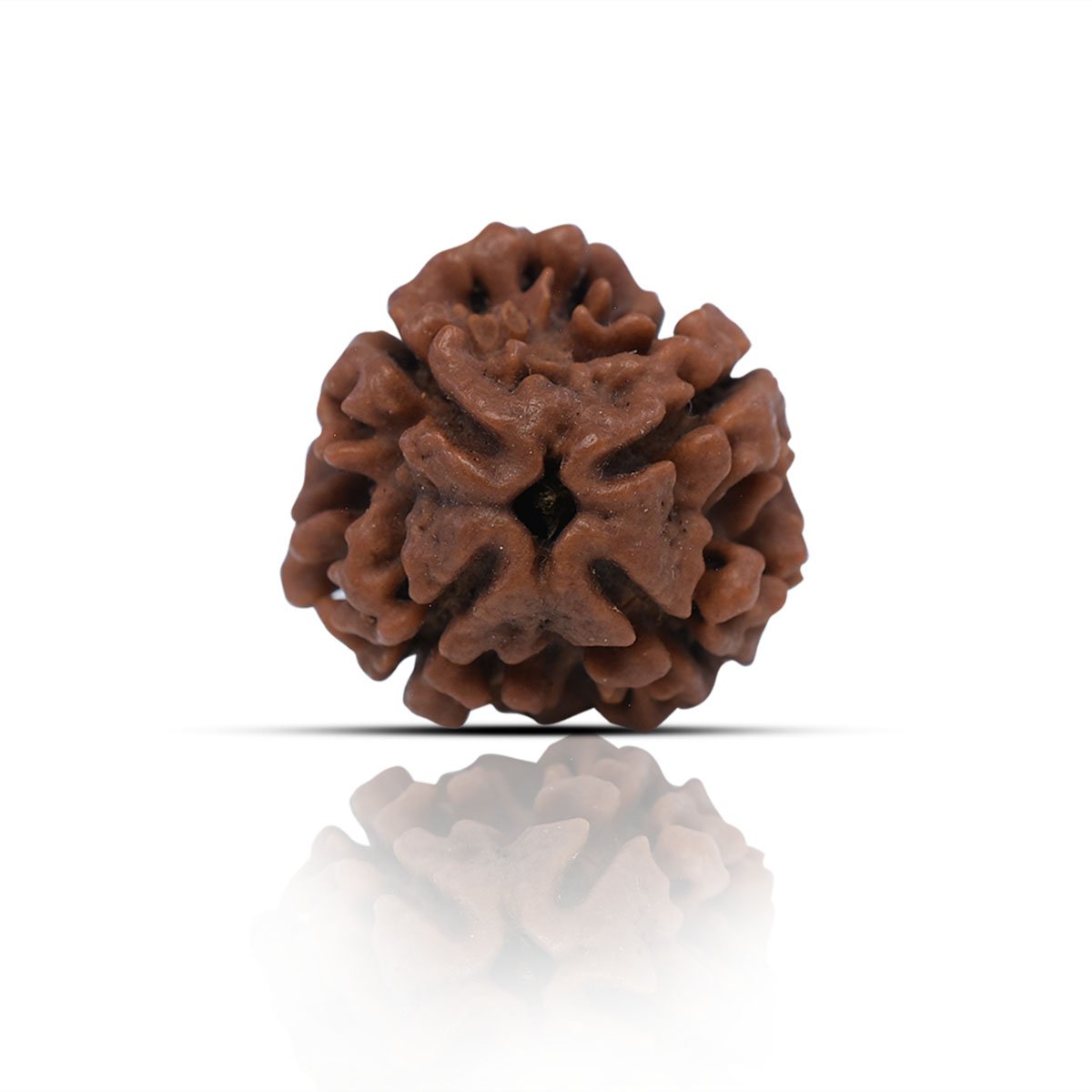 rg-rud-4muk-certi-1 4 Mukhi Rudhraksha With X-Ray Certificate - Image 1