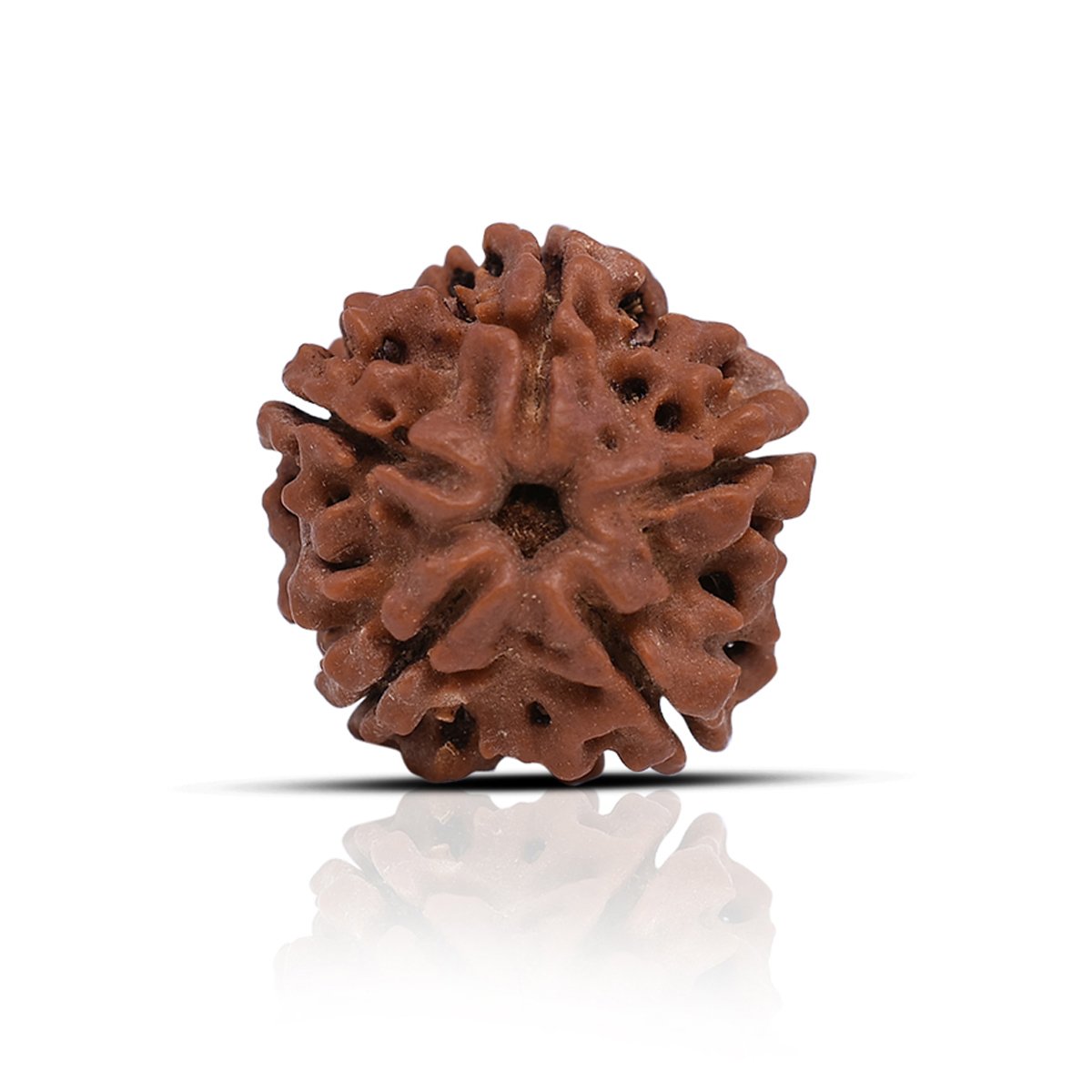rg-rud-5muk-1 Original 5 Mukhi Rudraksha - Image 1