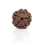 5 Mukhi Rudhraksha With X-Ray Certificate