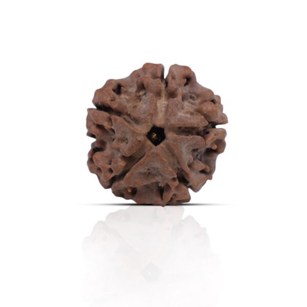 5 Mukhi Rudhraksha With X-Ray Certificate