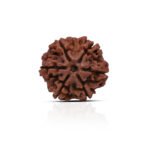 Original 6 Mukhi Rudraksha
