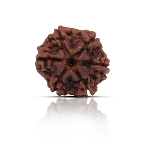 6 Mukhi Rudhraksha With X-Ray Certificate