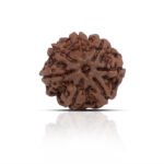 7 Mukhi Rudhraksha With X-Ray Certificate