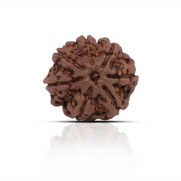 7 Mukhi Rudhraksha With X-Ray Certificate