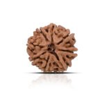 Original 8 Mukhi Rudraksha