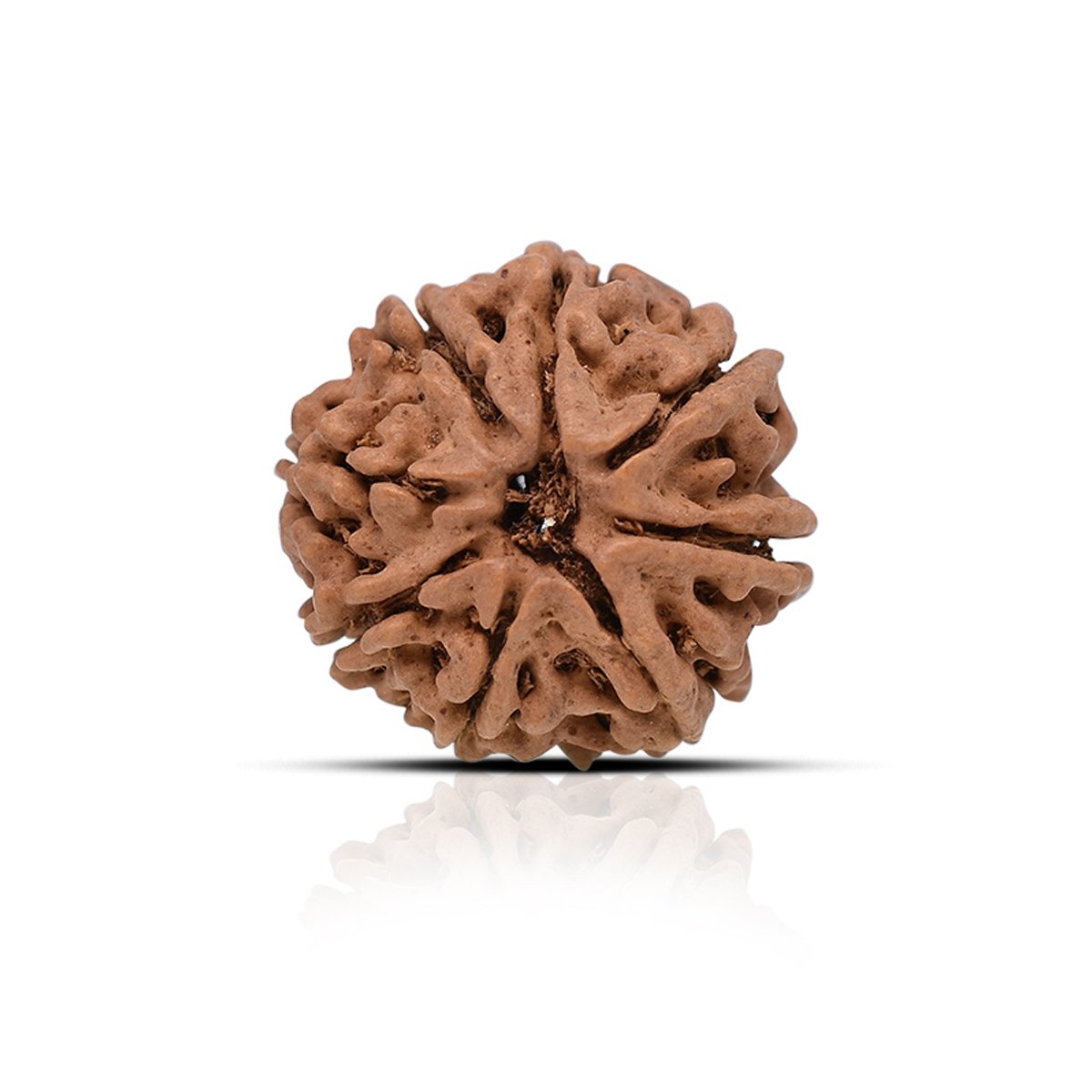 rg-rud-8muk-1 Original 8 Mukhi Rudraksha - Image 1