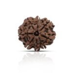 8 Mukhi Rudhraksha With X-Ray Certificate
