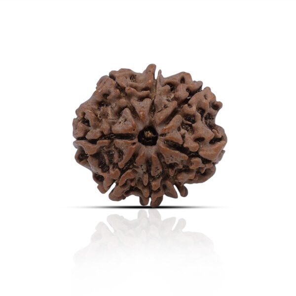 8 Mukhi Rudhraksha With X-Ray Certificate