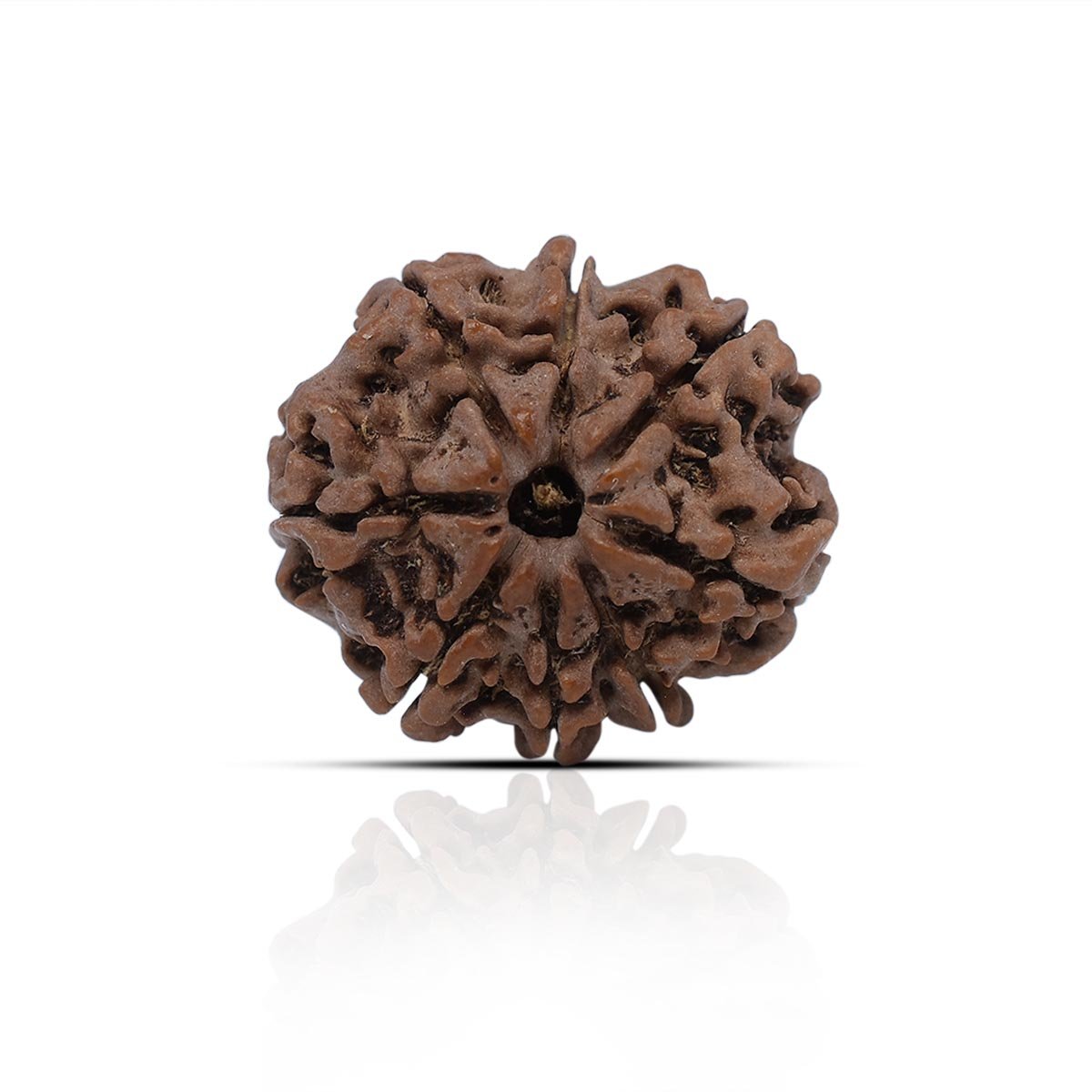 rg-rud-8muk-certi-1 8 Mukhi Rudhraksha With X-Ray Certificate - Image 1