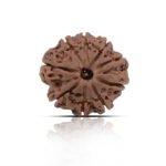 9 Mukhi Rudhraksha With X-Ray Certificate