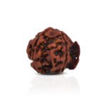 Original Ganesh Mukhi Rudraksha