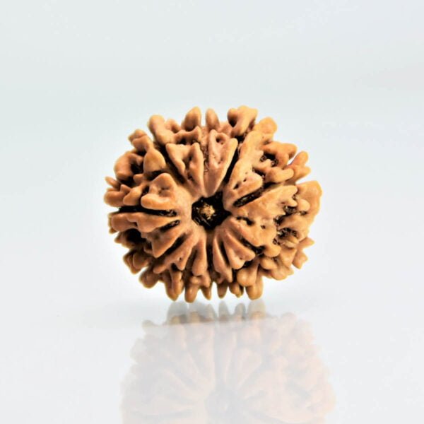 Original 10 Mukhi Rudraksha