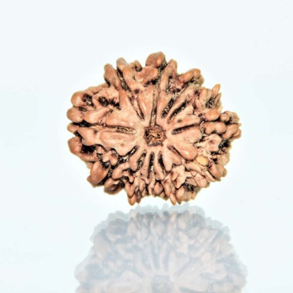 Original 11 Mukhi Rudraksha