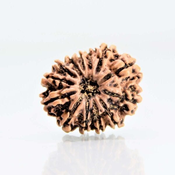 Original 13 Mukhi Rudraksha