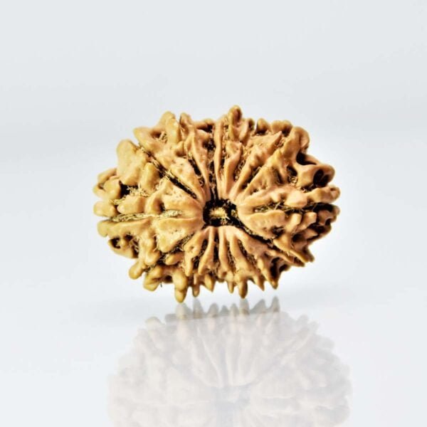 Original 14 Mukhi Rudraksha