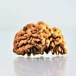 Original 1 Mukhi Rudraksha