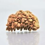 Original 1 Mukhi Rudraksha