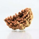 Original 1 Mukhi Rudraksha