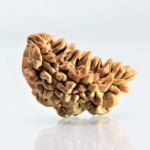 Original 1 Mukhi Rudraksha