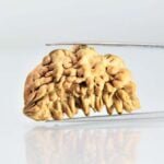 Original 1 Mukhi Rudraksha