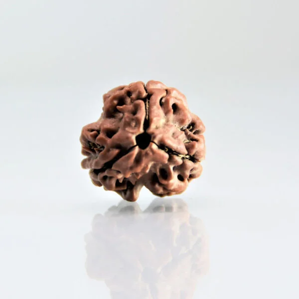 Original 3 Mukhi Rudraksha