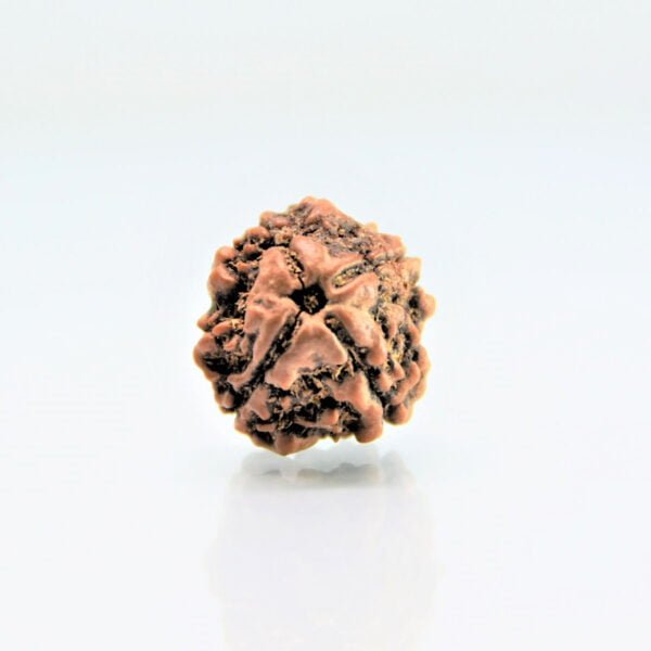 Original 4 Mukhi Rudraksha