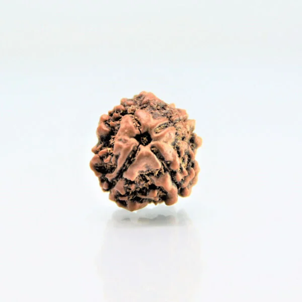 Original 4 Mukhi Rudraksha