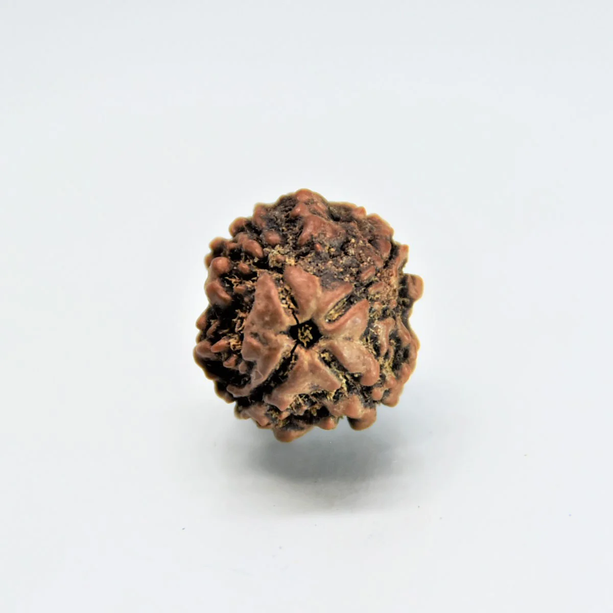 Original 4 Mukhi Rudraksha