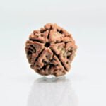 Original 5 Mukhi Rudraksha