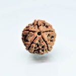 Original 5 Mukhi Rudraksha