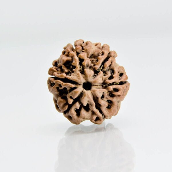 Original 6 Mukhi Rudraksha